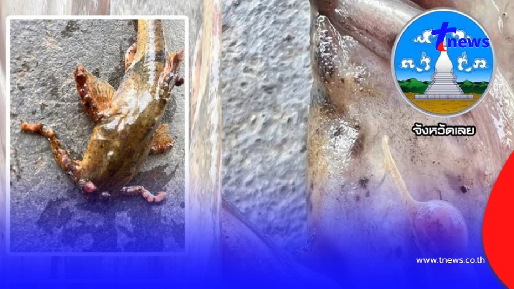 เจอปลาแค้มีตุ่ม เปิดผลตรวจสอบออกแล้ว ปรุงสุกกินได้ไม่อันตราย