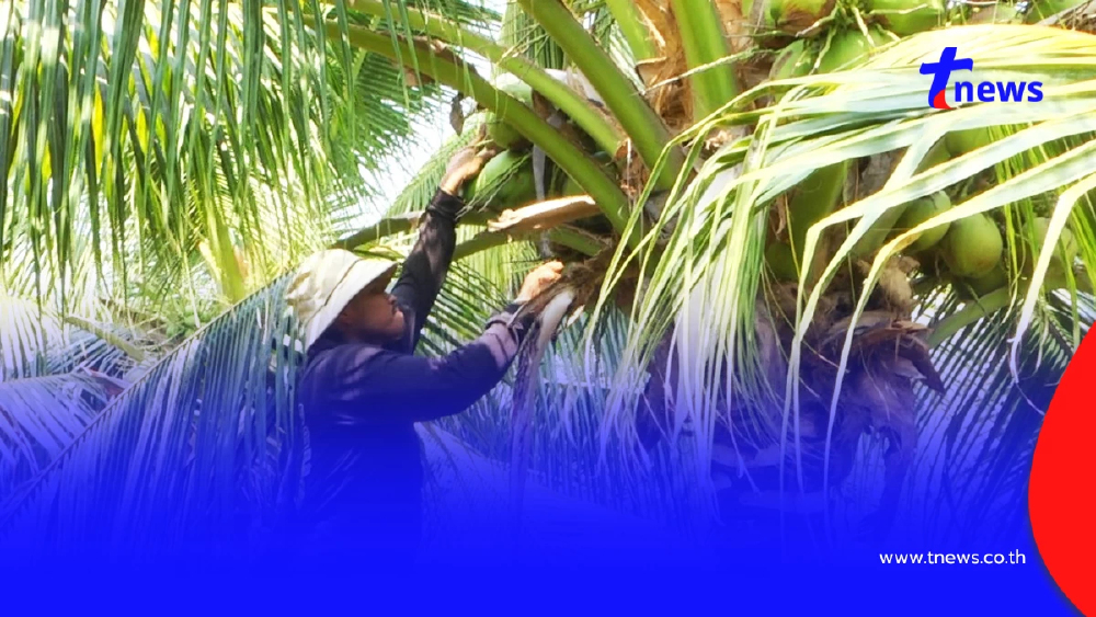 มะพร้าวสุพรรณฯ ราคาดิ่งเหลือ 3 บาท หนุ่มโอดทุนพุ่งจี้รัฐช่วย