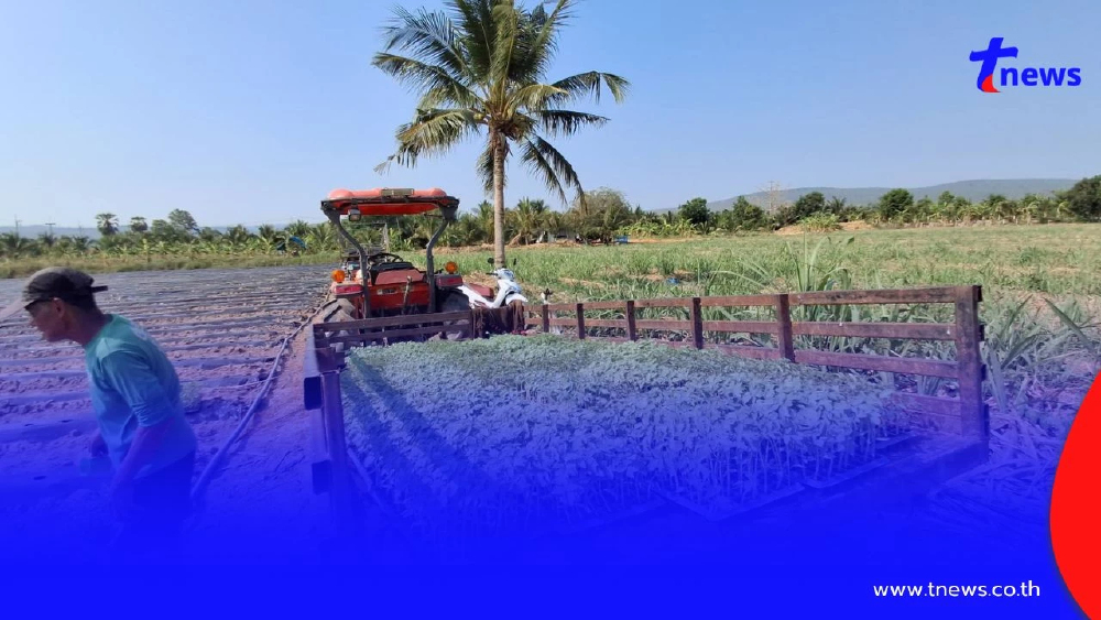 ชาวสวนมะเขือเทศโคราชโอด ปุ๋ยแพงซ้ำเติมต้นทุน พ่วงน้ำมันพุ่ง