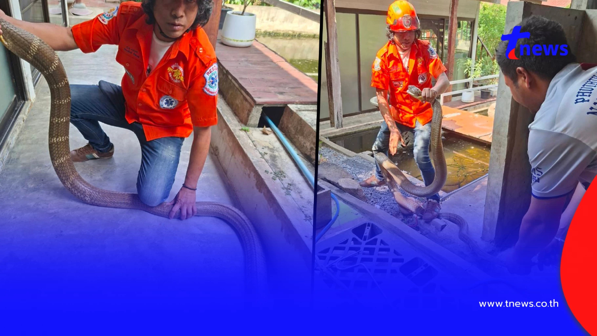 ส่องบ้านเลขที่ "งูจงอางยักษ์" 5 เมตร เลื้อยซุกเข้าบ้าน
