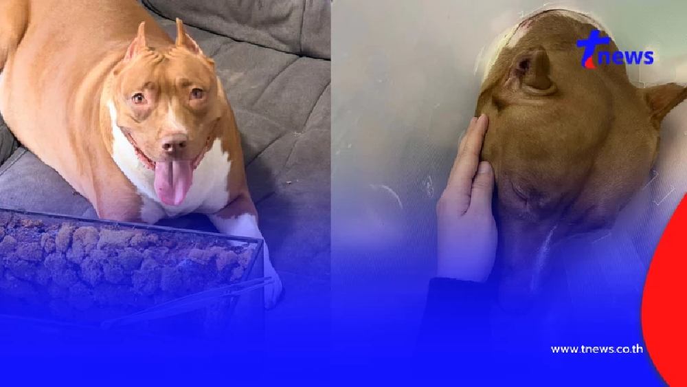 วิจารณ์สนั่น รพ.สัตว์ สุดชุ่ย ปล่อยหมาหลังไหม้ เห็นสภาพยิ่งสงสาร