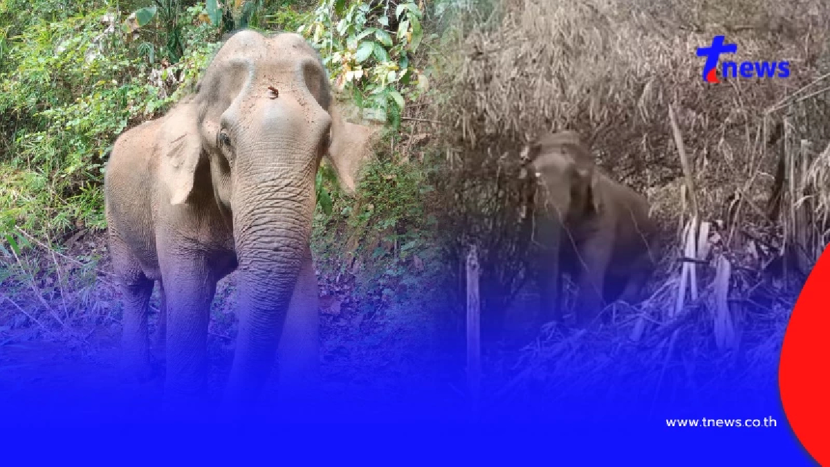 โปรดช่วย "สีดอบูม" อดีตช้างลากไม้ ถูกผูกกลางป่า ไร้น้ำ ไร้อาหาร