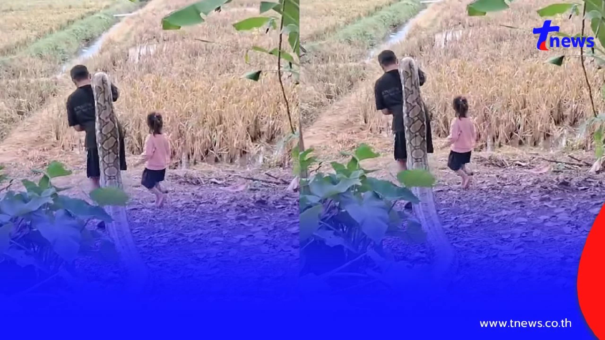 คนเลี้ยงงูอุ้มงูตัวใหญ่เบิ้ม เดินเล่นกลางทุ่ง ทำคนดูขนลุก!