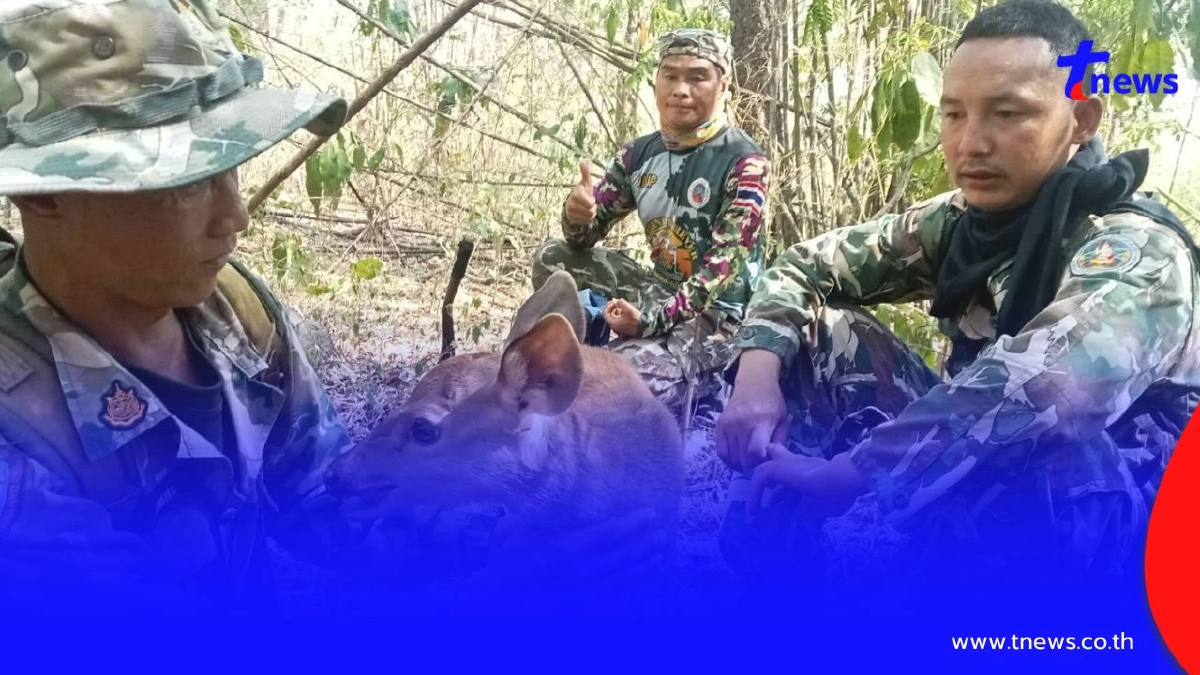 ฮีโร่กลางไฟป่า! ช่วยลูกกวางวัย 2 สัปดาห์ รอดหวุดหวิดจากเปลวเพลิง