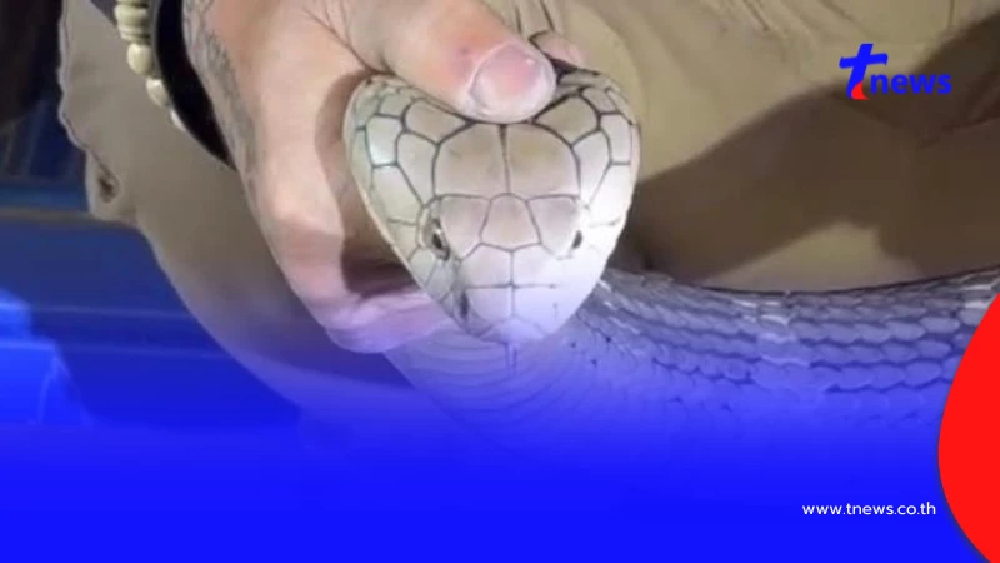 ส่องบ้านเลขที่ "งูจงอางยักษ์" ยาวกว่า 3 เมตรบุก เลื้อยซุกมุมบ้าน