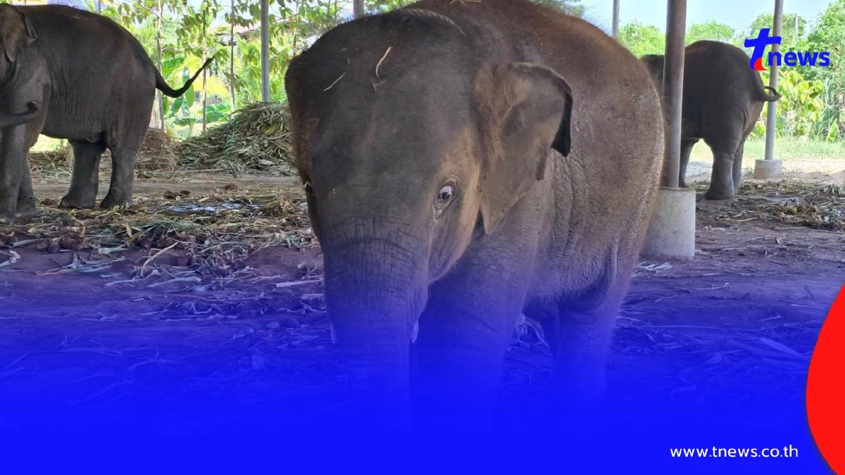พิษน้ำมันแพง! ช้างกินไม่อิ่ม ควาญจำใจลดอาหาร ประคองตัวฝ่าวิกฤต