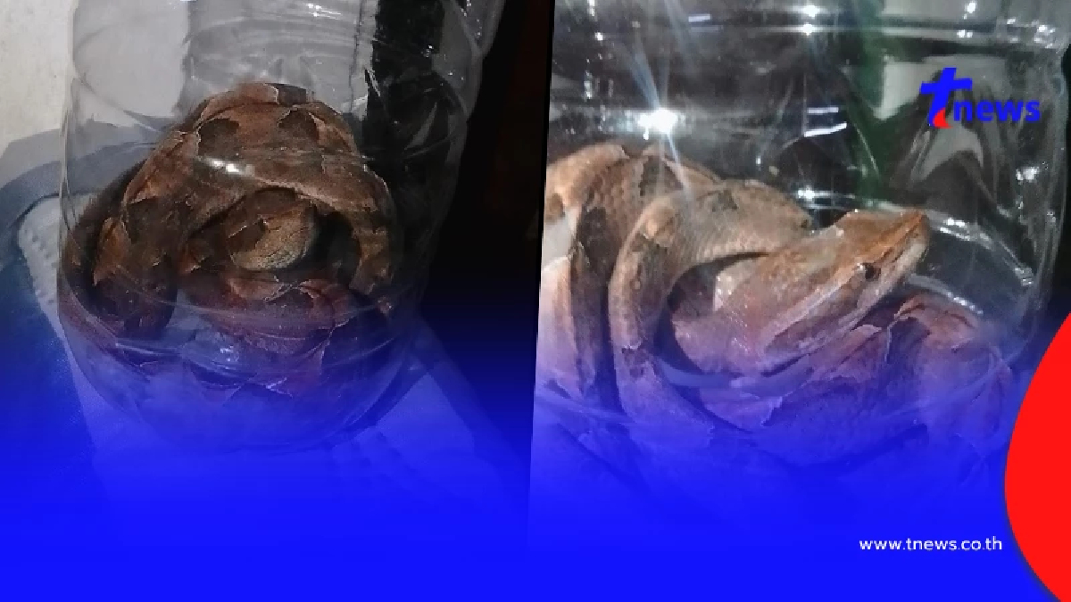 สาว "จับงูใส่ขวด" ถามนี่งูอะไร ชาวเน็ตบอก พี่ใช้ดวงทั้งปีหมดแล้ว