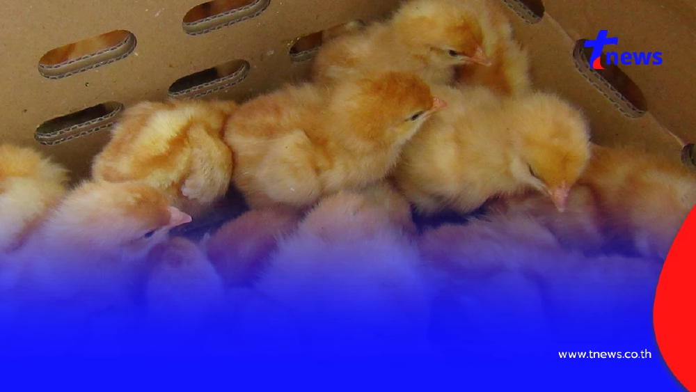 สกัดจับรถ 6 ล้อ ขนลูกไก่เถื่อนเวียดนามนับหมื่นตัวส่งอำนาจเจริญ