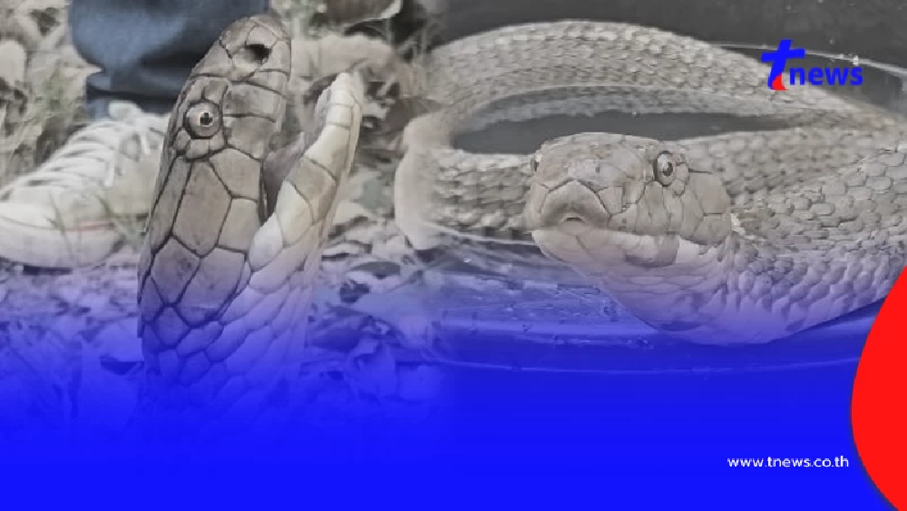 เศร้า "บ่าวโปน" งูจงอางยักษ์ผู้น่าสงสาร สู้ไม่ไหว จากไปแล้ว