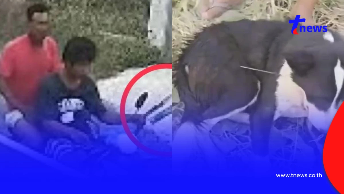 สายไหมต้องรอดล่า 2 หนุ่มยิงคอหมาสาหัส ผิด พ.ร.บ.สัตว์ คุก 2 ปี