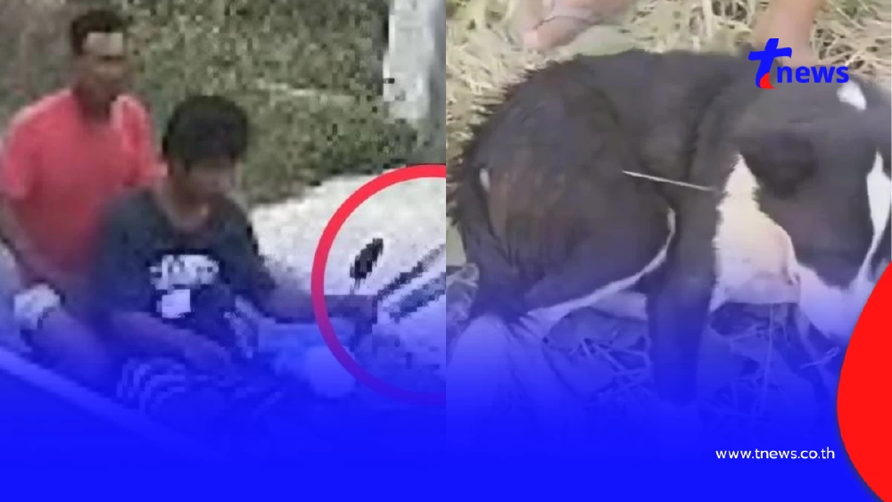 สายไหมต้องรอดล่า 2 หนุ่มยิงคอหมาสาหัส ผิด พ.ร.บ.สัตว์ คุก 2 ปี