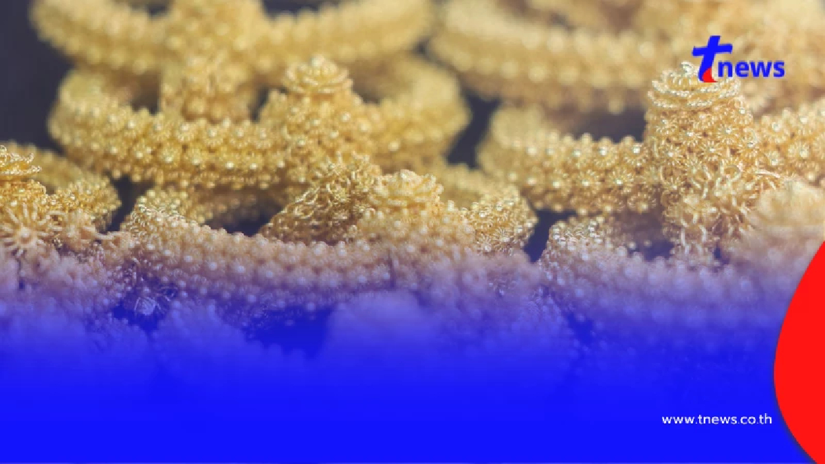 "ราคาทองวันนี้" ราคาทองล่าสุด 9 เม.ย 69 นักลงทุนตาโต ปรับรัว 6 ครั้ง