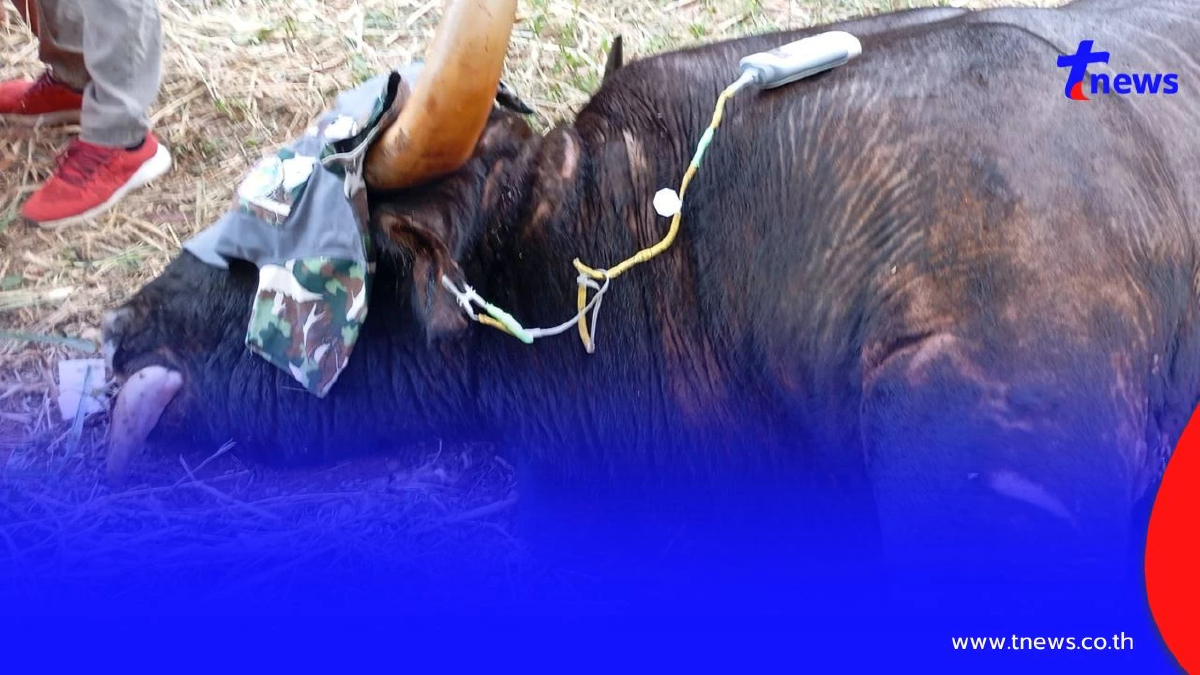 สุดสลด! กระทิงป่าเขาใหญ่ถูกบ่วงสลิงรัดคอดับ เร่งล่าพรานมือโหด