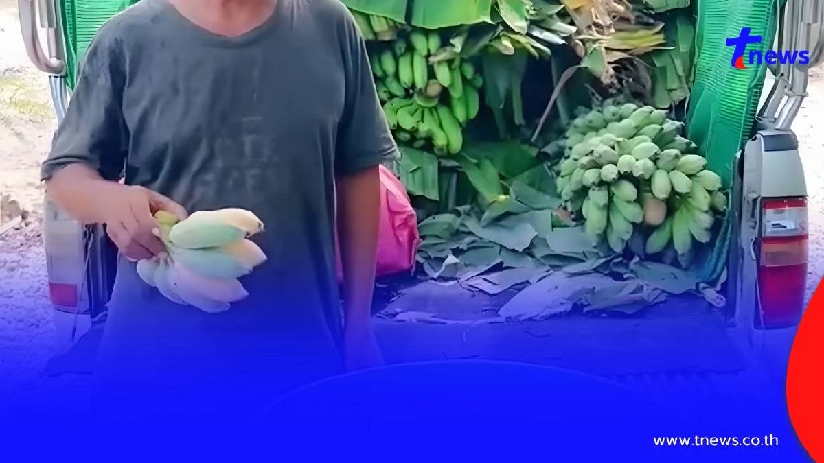 "ทุเรียนลูกละร้อย" สะเทือนถึงสวนกล้วย! ชาวสวนระยองตัดพ้อ