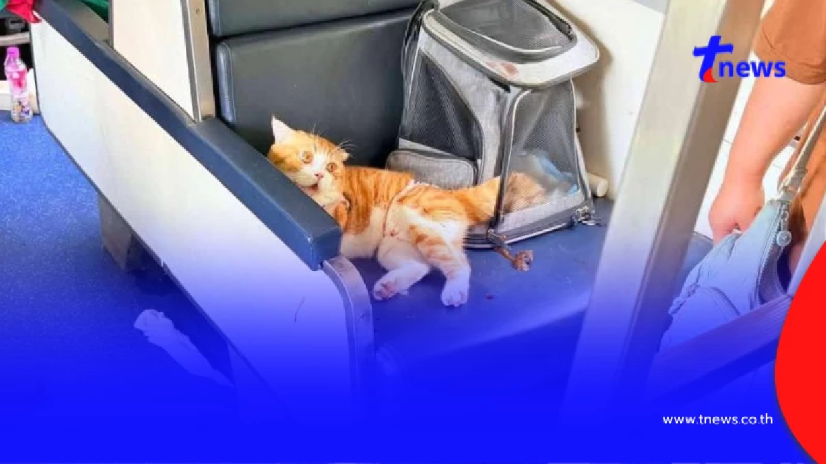 คืนความเป็นธรรมให้ แมวส้ม ที่แท้ไม่ได้เป็นต้นเหตุทำรถไฟดีเลย์