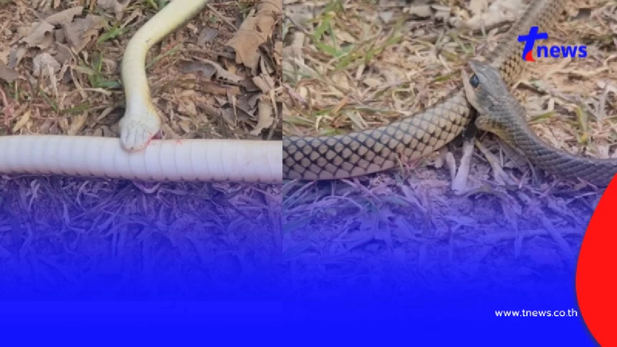 รู้แล้ว "งูกัดตัวเอง" ก่อนสิ้นใจ ผู้เชี่ยวชาญเฉลยสาเหตุแท้จริง