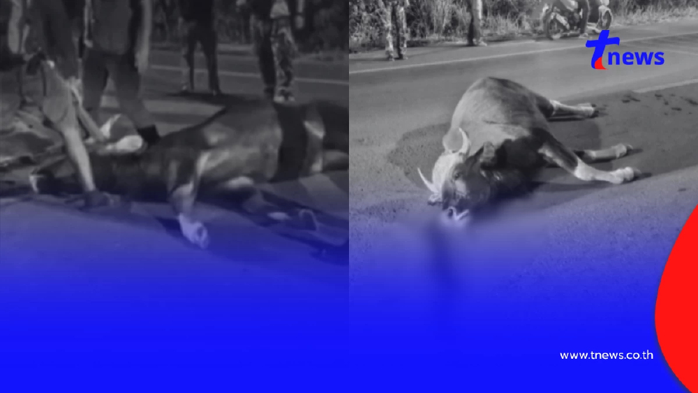 สลด! กระทิงป่าเขาใหญ่ ถูกรถชนสิ้นลมกลางถนน หลังออกมาหากิน