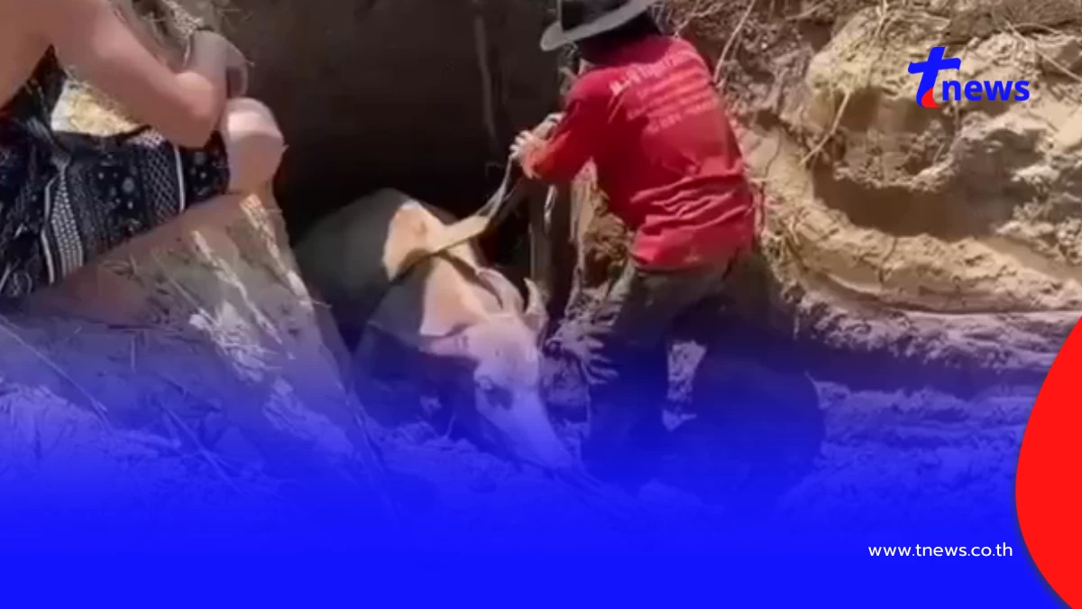 กู้ภัยนครนายกช่วย "น้องมะลิ" ลูกควายตกบ่อลึก 2 เมตรปลอดภัย