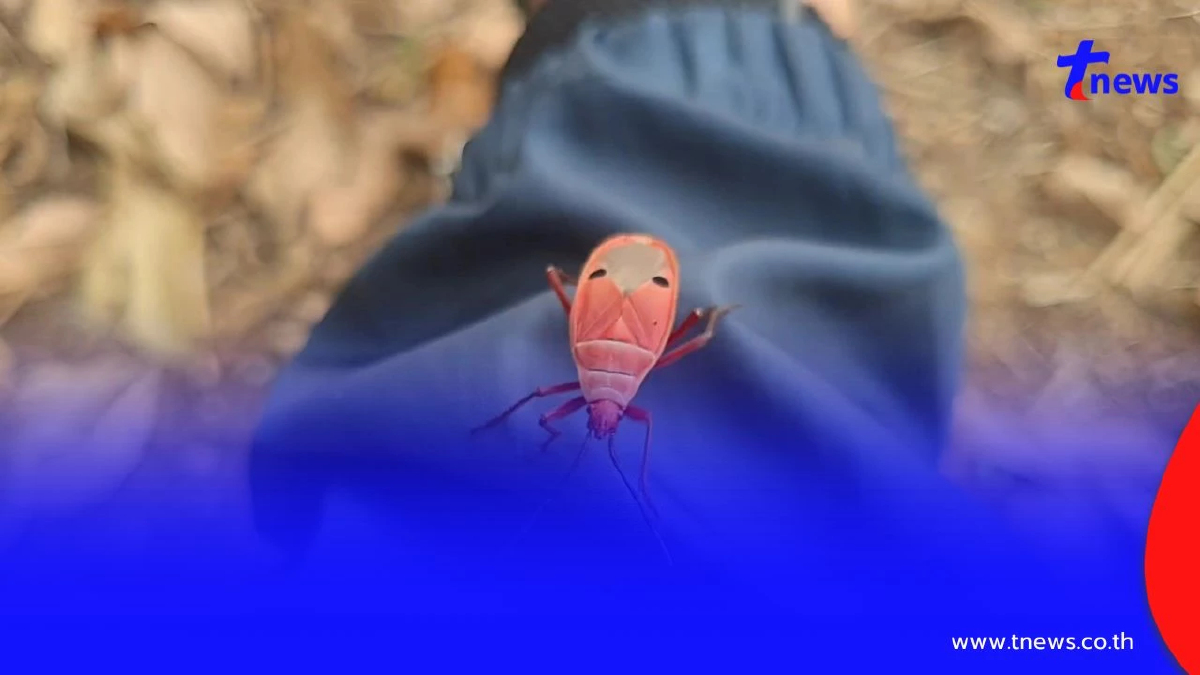 ฮือฮา! "แมลงหน้าคน" ลายคล้ายเปาบุ้นจิ้น โผล่อวดโฉมหน้าร้อน