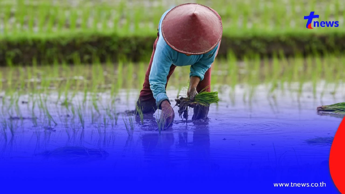 เตือนภัย "โรคเมลิออยด์" คร่าชีวิตแล้ว 23 ราย เกษตรกรเสี่ยงสูง