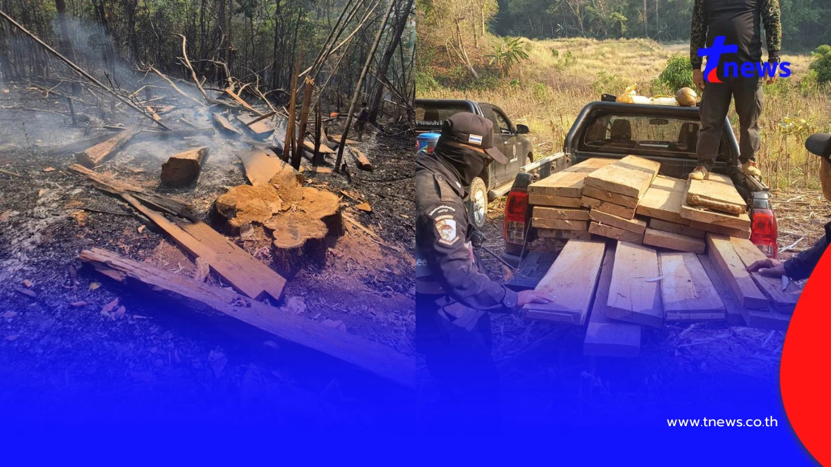 ดับไฟป่าเจอไม้สัก! แม่สะเรียงยึด 28 แผ่นเหลี่ยมซุกกอไผ่