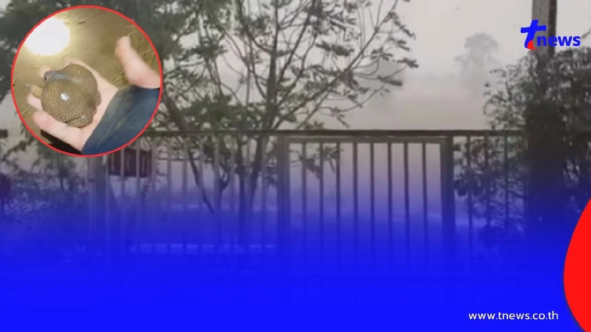 ฝนถล่มโคราช นักล่าอึ่งอ่างเฮ! ออกล่าหลังพายุ สร้างรายได้งาม