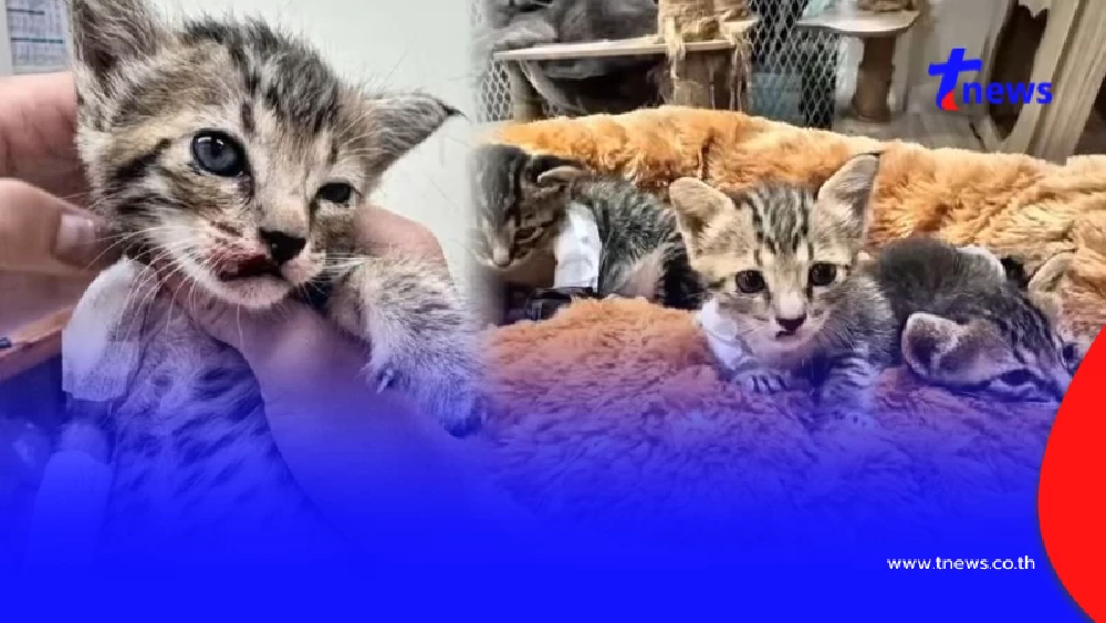 บีบใจหนัก ทำลูกแมว 3 ตัว กลับดาว 1 สาหัส 2 เร่งล่าตัวคนใจยักษ์