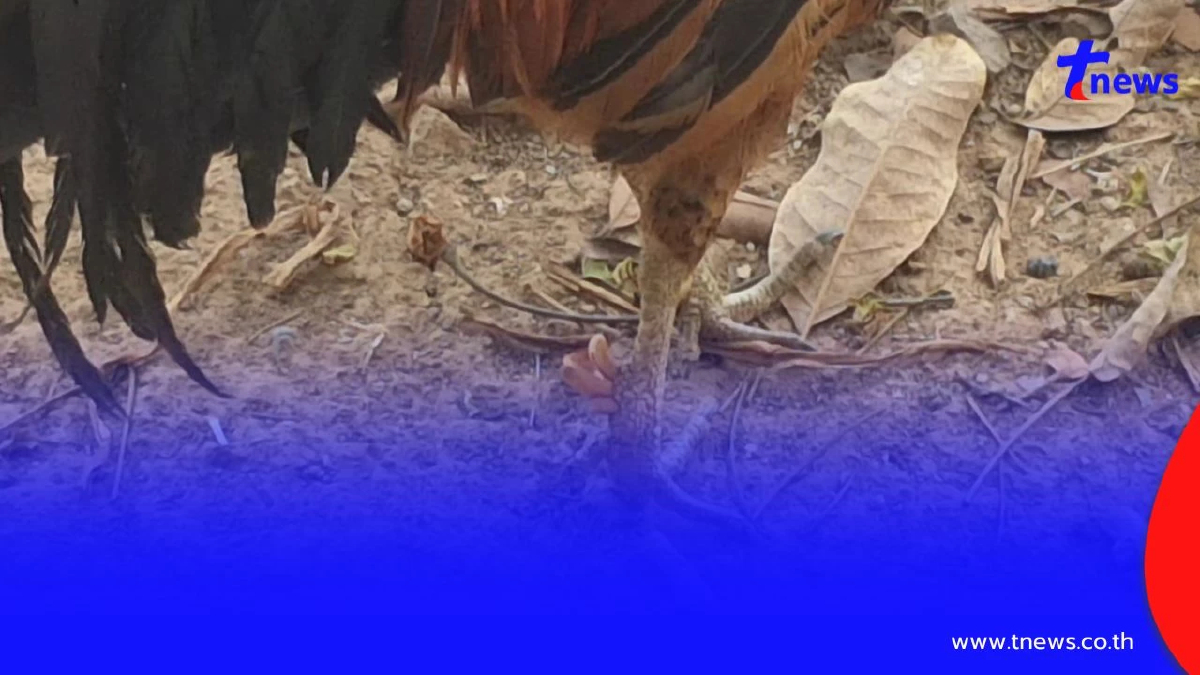 ฮือฮาพะเยา! "ไก่เดือยแฝด–เดือยสาม" สุดแปลกหาชมได้ยาก