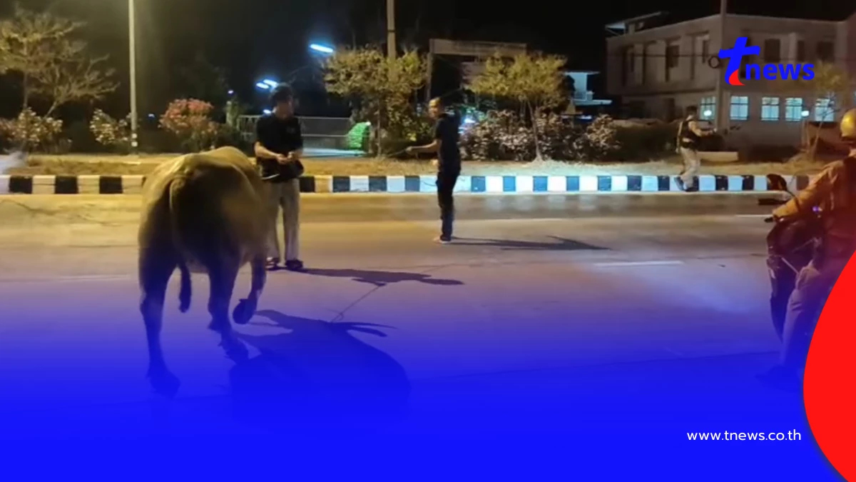 ตำรวจสมุทรสงครามโชว์สกิลจับควายหลุด จูงเดิน 2 กม. ส่งคืนคอก