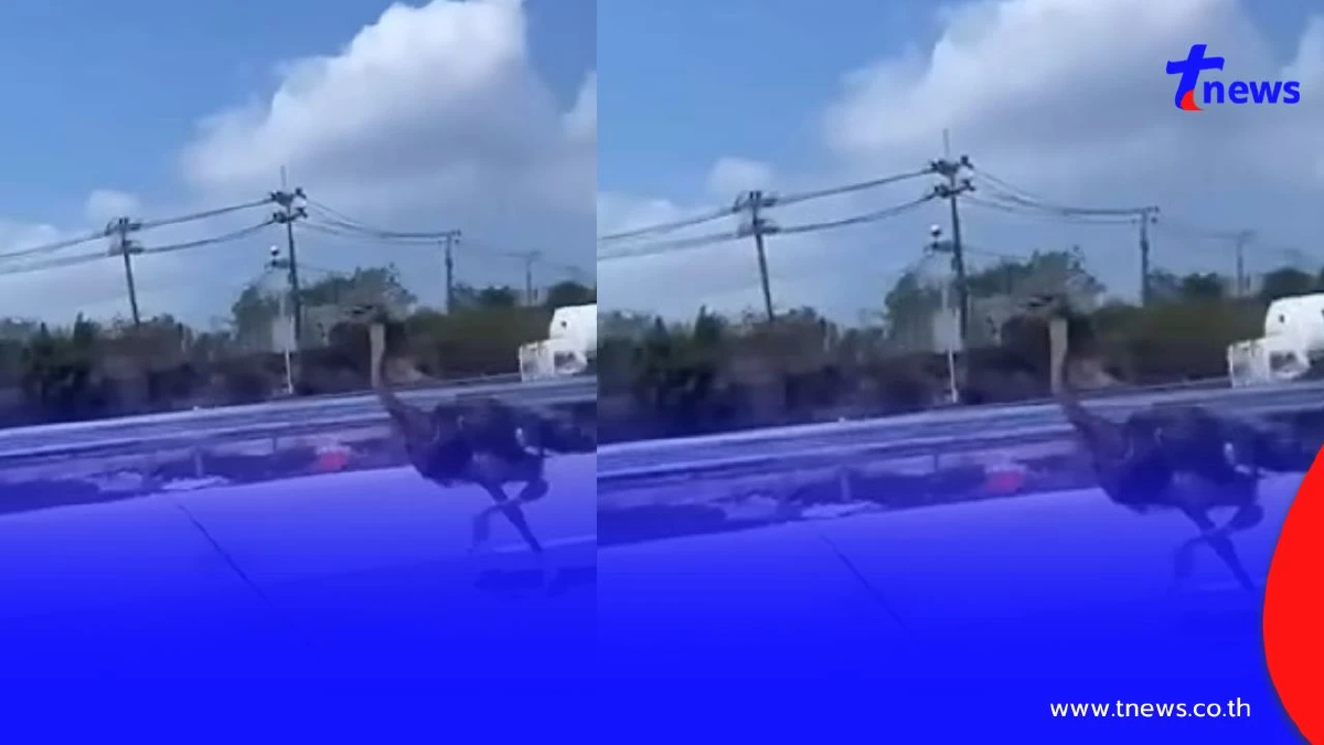 นกกระจอกเทศหลุดวิ่งกลางถนนสาย 36 บางละมุง เจ้าของวอนช่วยตามหา