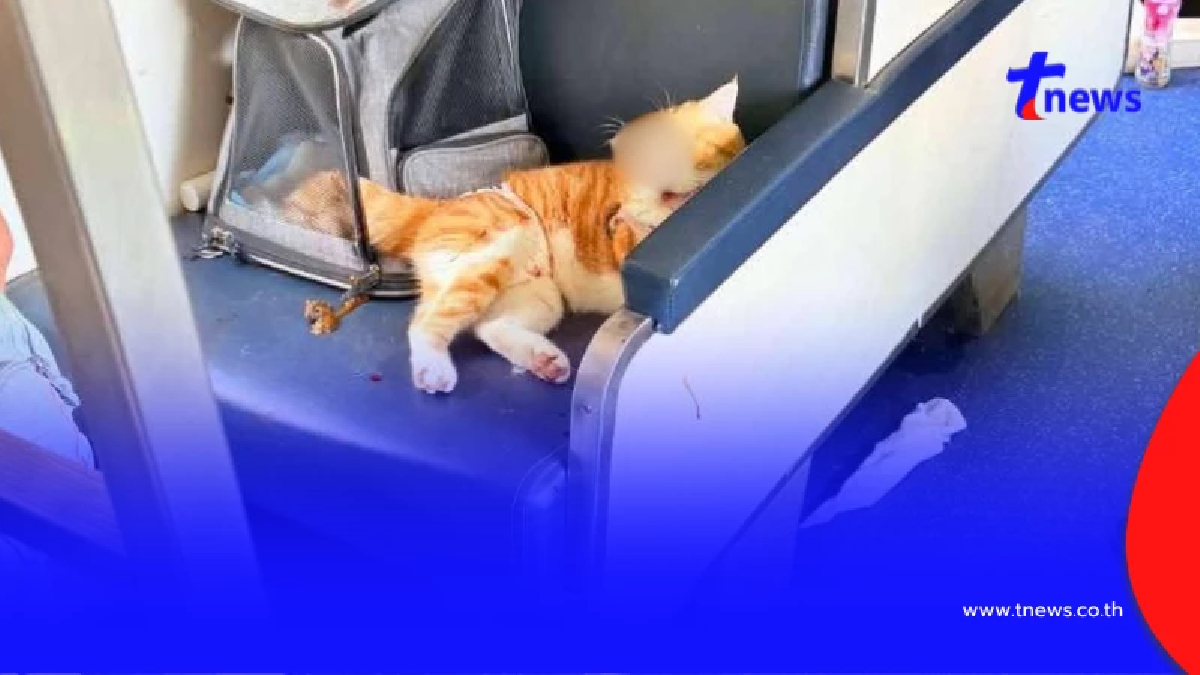 แมวส้มไล่กัดเจ้าของ เจ็บหนักบนรถไฟ รู้สาเหตุอาละวาดน่าเห็นใจ