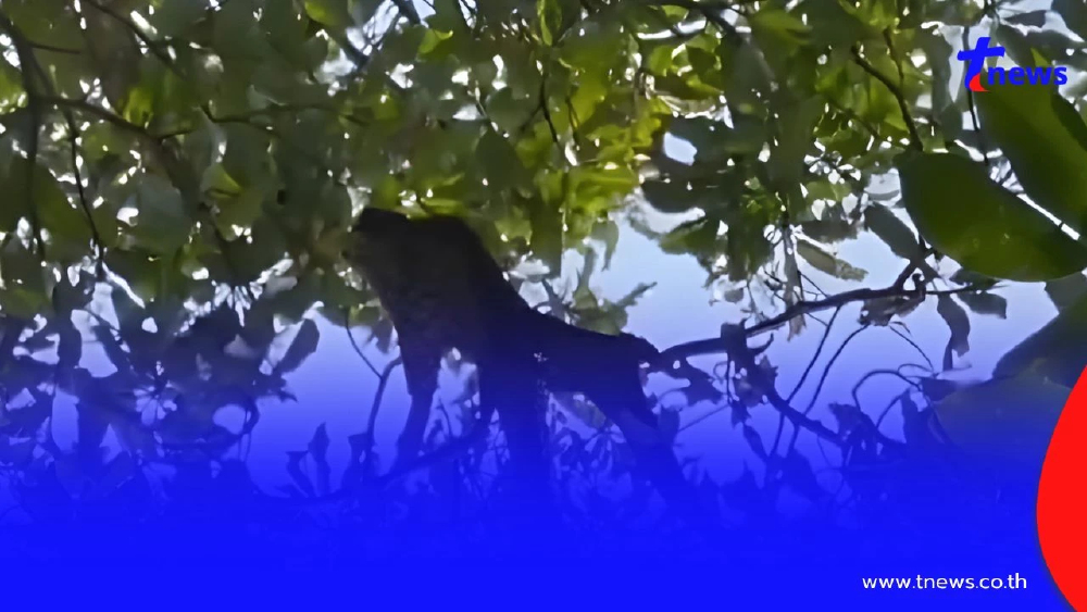 สลดกลางป่า! ลุงตีผึ้งพลาด ถูกฝูงผึ้งรุมต่อยเสียชีวิตคาต้นไม้