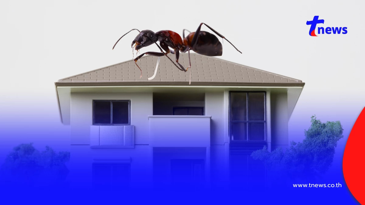 มดขึ้นบ้านไม่หยุด แก้ยังไงก็ไม่หาย? เปิดวิธี ตัดต้นตอได้ผลจริง