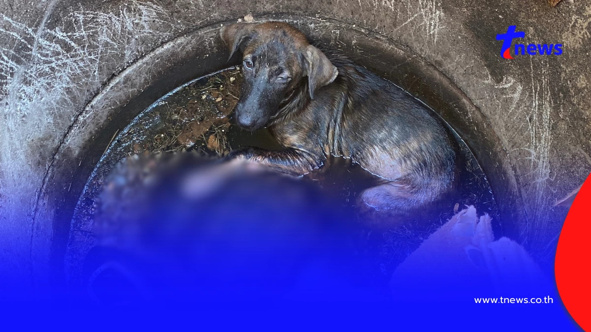 ป้าวัย 62 โรยตัวลงบ่อเกรอะช่วยสุนัขก่อนขาดอากาศดับสลด