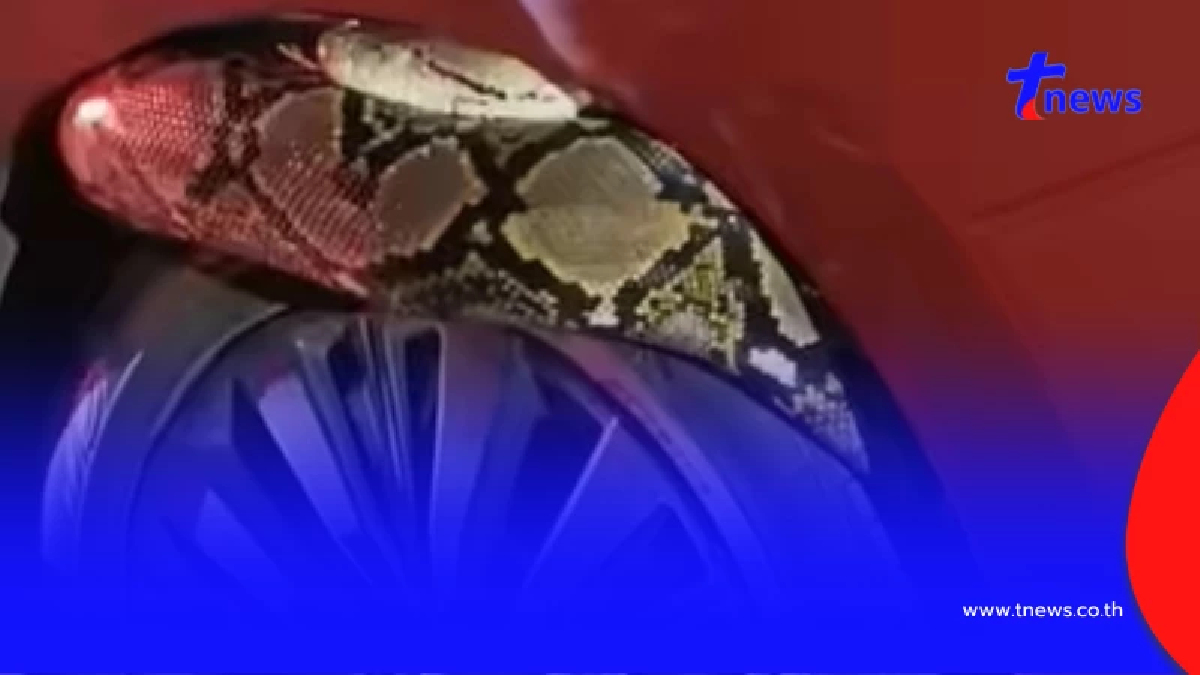 เลขทะเบียนรถงูเหลือมมุดเข้าไปซ่อนใต้ท้องรถเก๋งจอดอยู่ข้างทาง