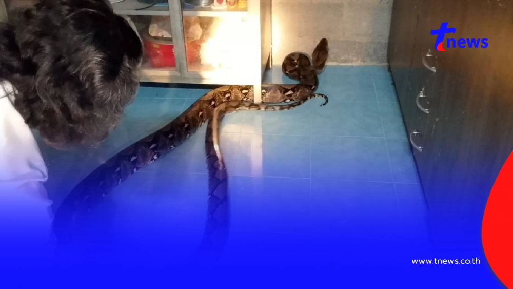 ส่องเลขที่บ้าน "งูจงอางยักษ์" 5 เมตร เลื้อยซุกครัว ลุ้นจับระทึก