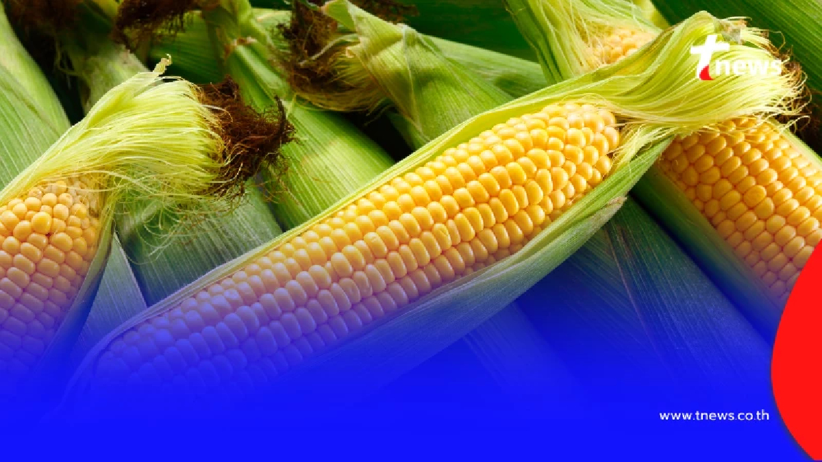 เช็กกฎใหม่ซื้อขายข้าวโพด 8 พ.ค. นี้ คุมเข้มเครื่องวัดมาตรฐาน ป้องกันกดราคา