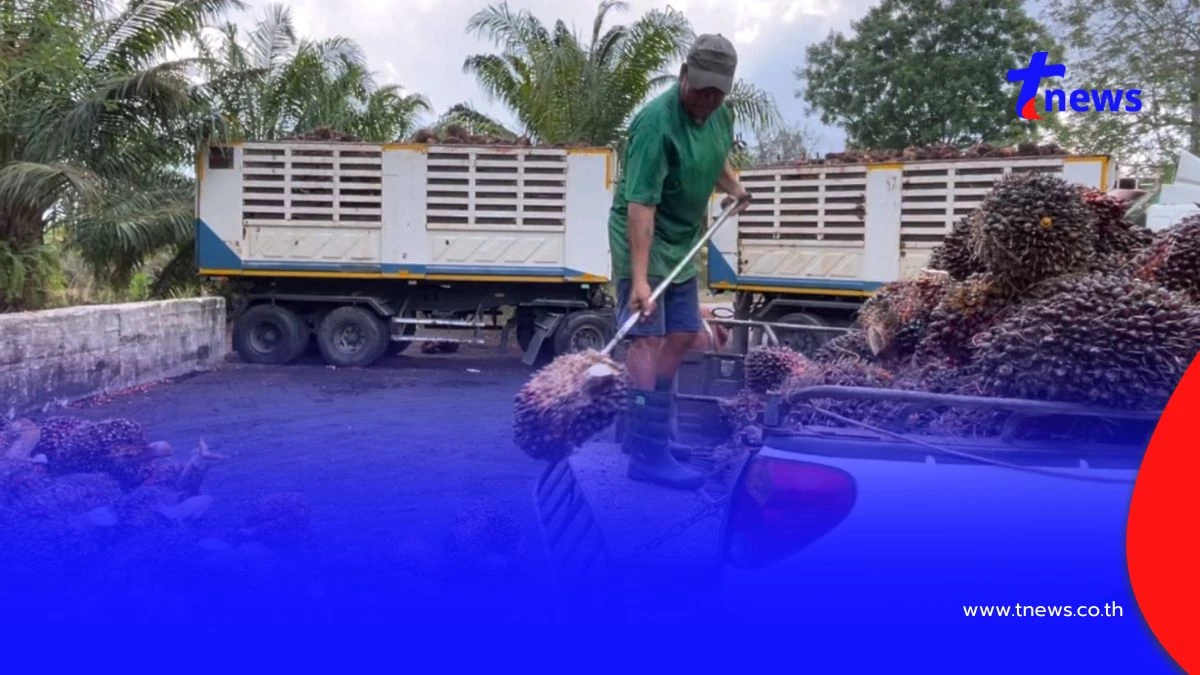 ชาวสวนปาล์มโอดน้ำมันแพงดันต้นทุนพุ่ง จ่อขยับค่าจ้างตัดเพิ่ม