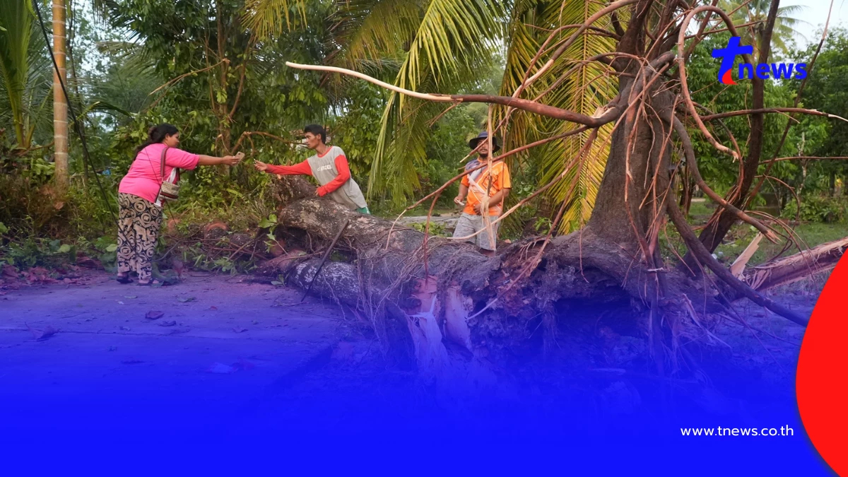 ลมหัวด้วนถล่มป่าบอน! บ้านพังร้อยหลัง พัทลุงเร่งกู้ซากช่วยด่วน