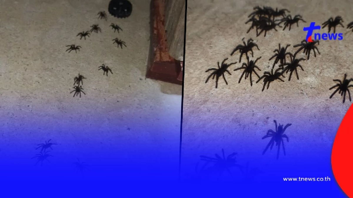 รู้แล้ว "แมงมุมเดินเป็นขบวน" ที่ชัยภูมิ ที่แท้ มันคือ ชนิดไหน