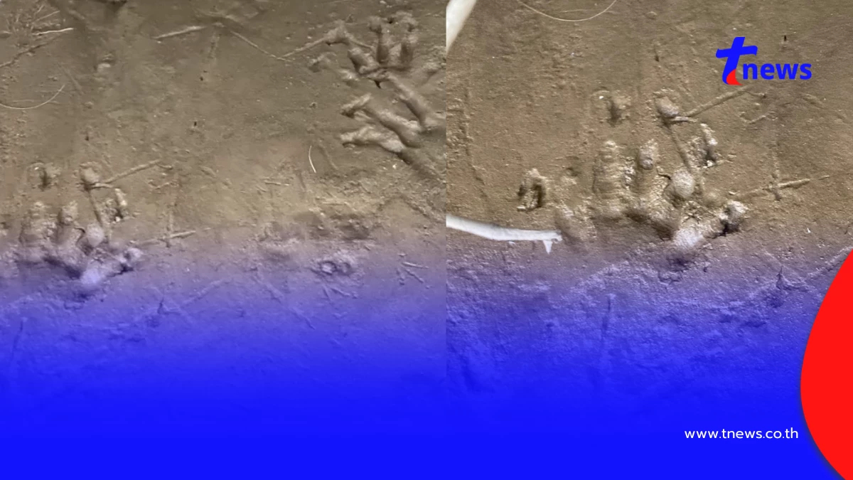 ผวาพบรอยเท้าคล้ายจระเข้ท่ามะกา! โผล่เกาะกลางแม่น้ำแม่กลอง
