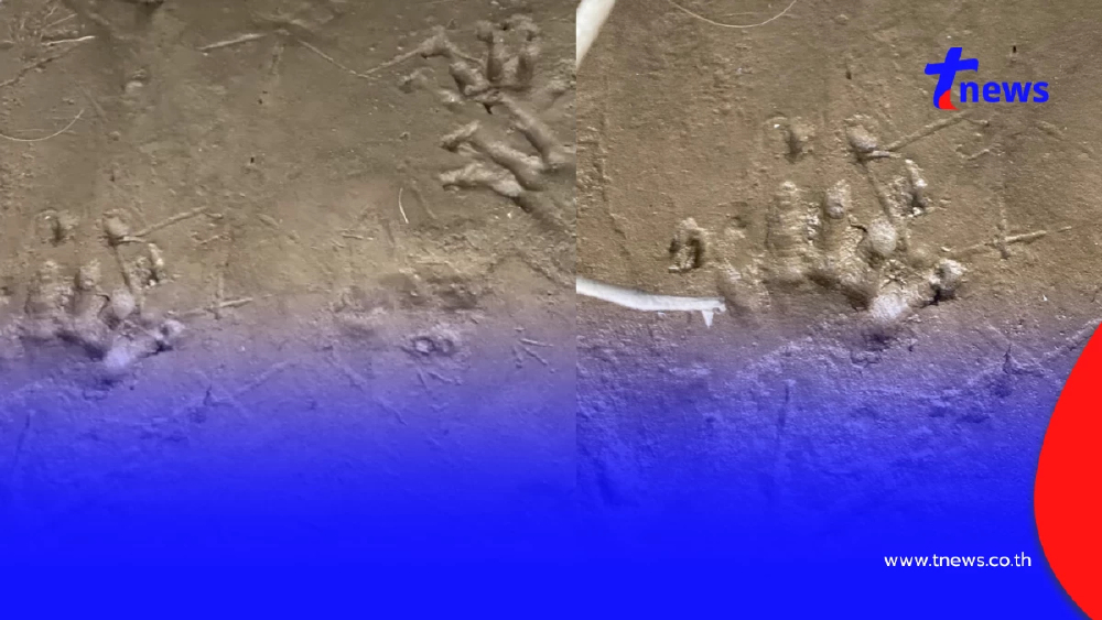 ผวาพบรอยเท้าคล้ายจระเข้ท่ามะกา! โผล่เกาะกลางแม่น้ำแม่กลอง