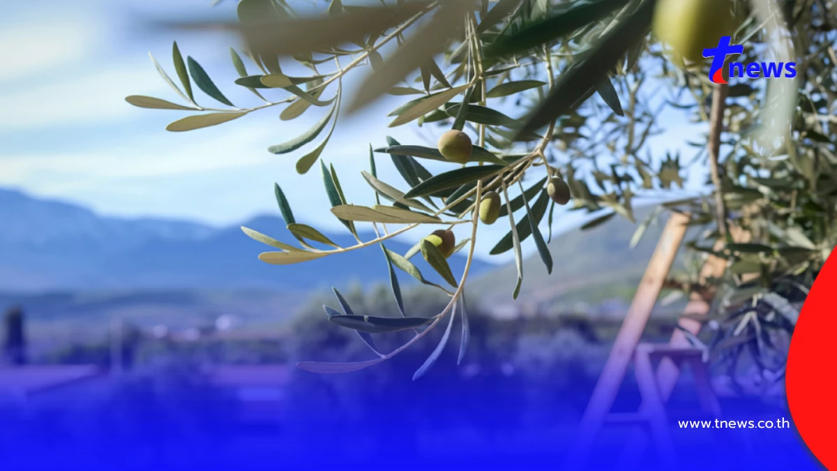 เจาะลึก! ทำไมต้นโอลีฟอายุ 1000 ปี ถึงมีราคาสูง?