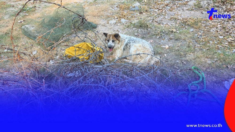 ระทึก! กู้ภัยช่วยสุนัขติดลวดหนาม เจ็บปวดทรมานนานนับชั่วโมง