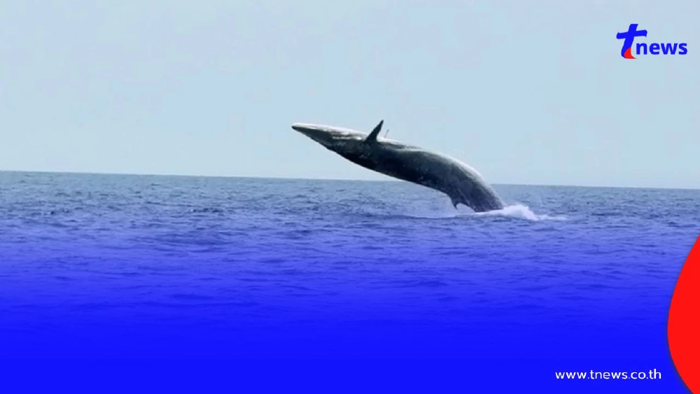 ตื่นตาหาดูยาก! ครอบครัว "วาฬบลูด้า" โชว์กระโดดเล่นน้ำกลางทะเล
