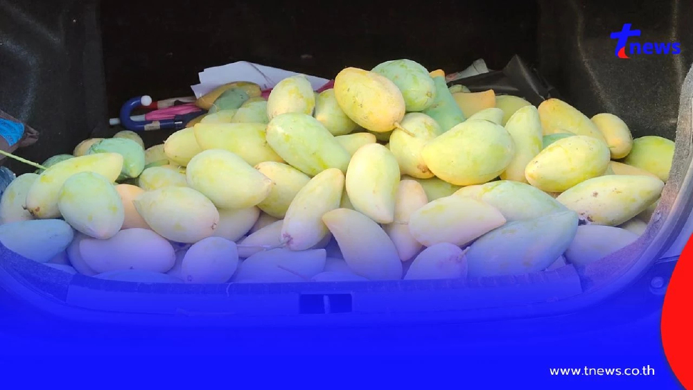 มะม่วงล้นสวน! ชาววัดโบสถ์ขาย "น้ำดอกไม้สีทอง" กก.ละ 2 บาท