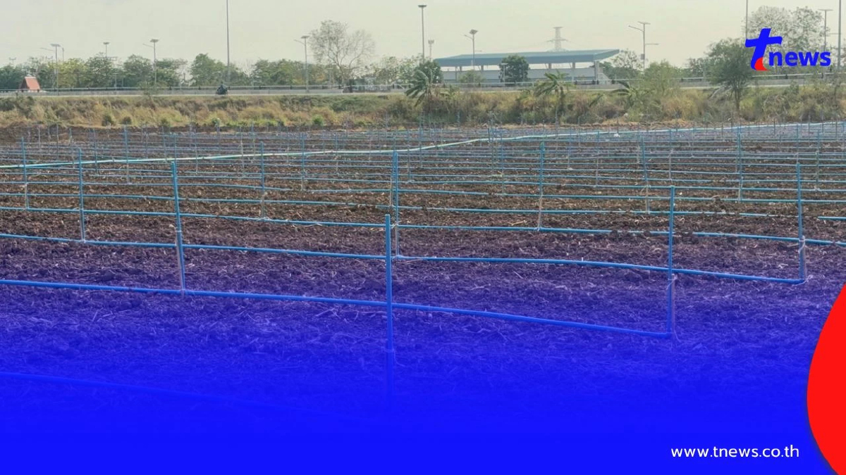 ชาวนาอ่างทองพลิกวิกฤต!! แบ่งนา 6 ไร่ ปลูกผักชี-ถั่วแระ