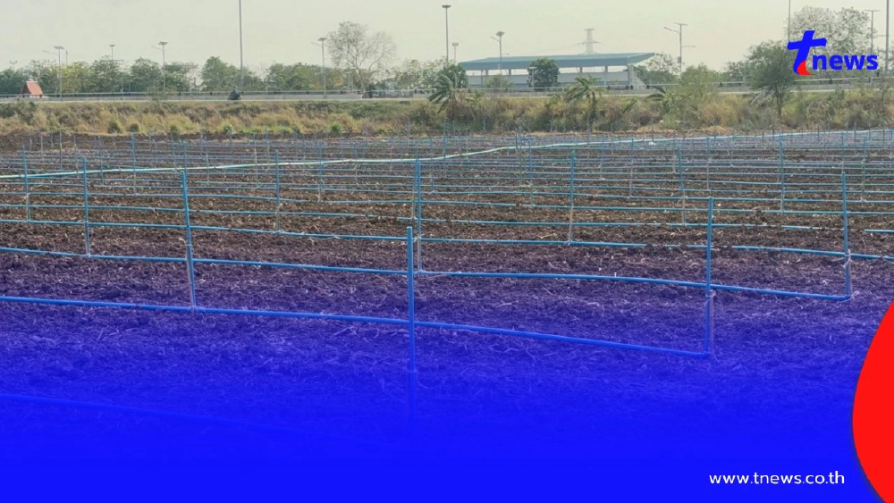 ชาวนาอ่างทองพลิกวิกฤต!! แบ่งนา 6 ไร่ ปลูกผักชี-ถั่วแระ