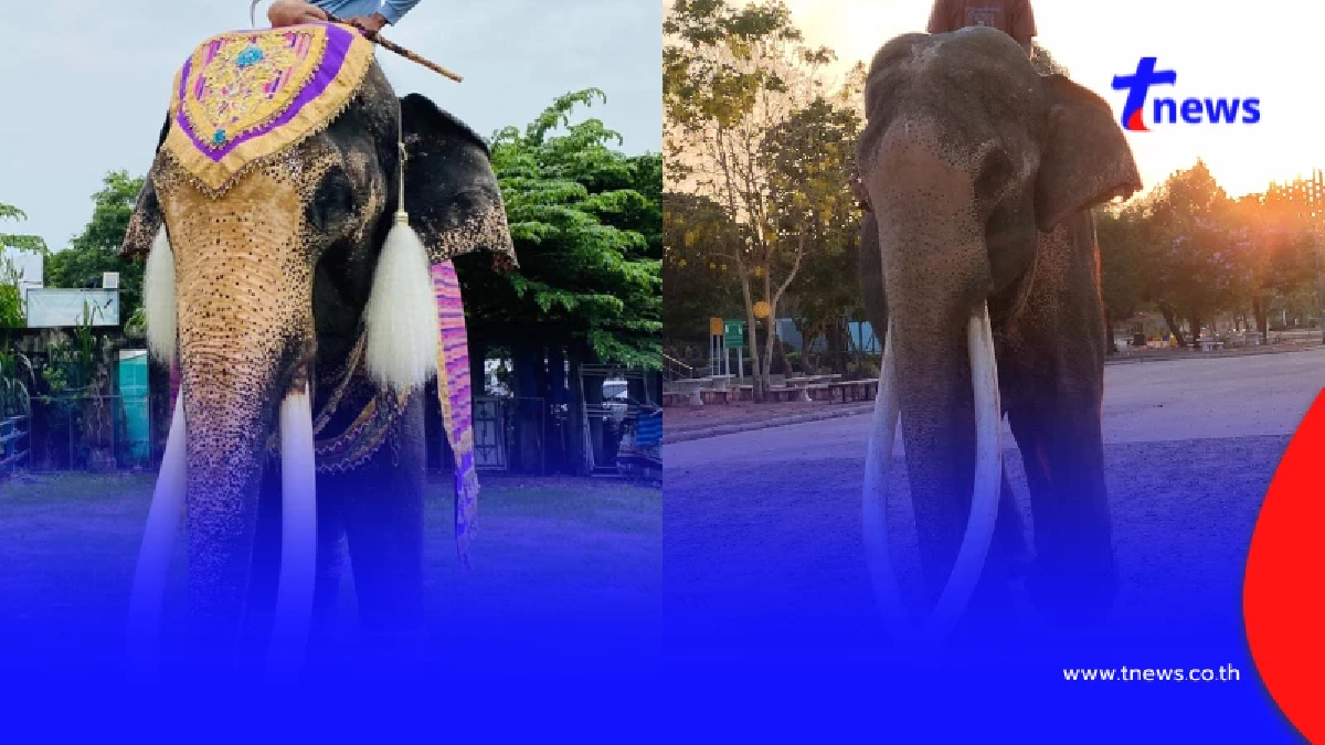 สาเหตุ "พลายทองใบ" ล้มอย่างสงบ ปิดตำนานช้างคู่เมืองสุรินทร์