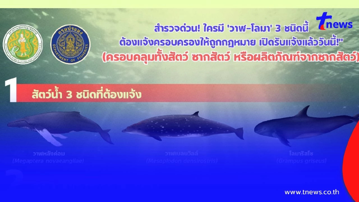 "กรมประมง" เปิดยื่นขออนุญาตครอบครองวาฬคุ้มครอง 3 ชนิด